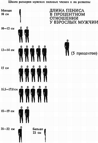 Почему мужчины пере­жи­вают из‑за размера члена и так ли​ он ва­жен на самом деле