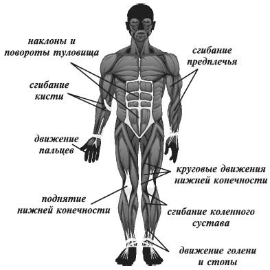 Сгибание туловища